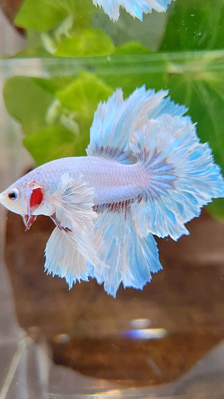 HALFMOON DUMBO EAR FEATHER TAIL WHITE UNICORN BETTA FISH