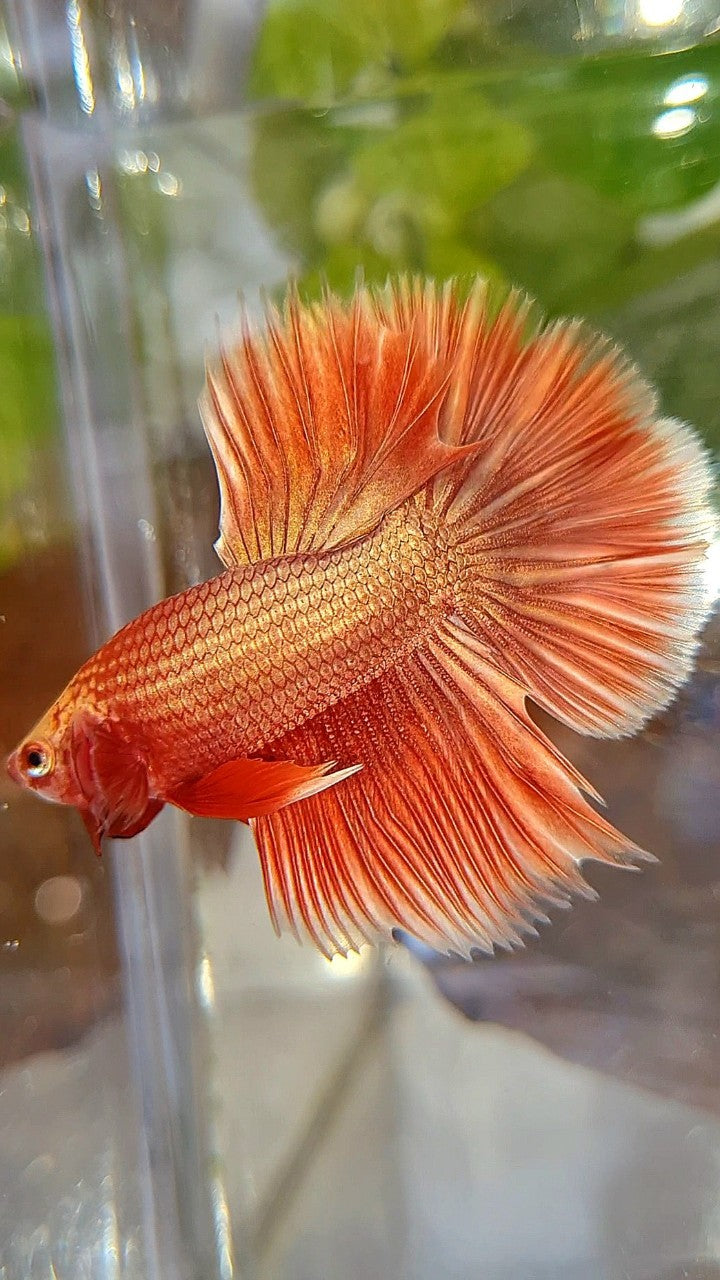 HALFMOON ROSETAIL SUPER ROSEGOLD BETTA FISH