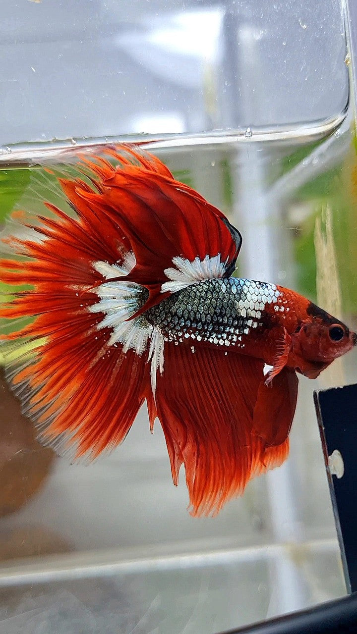 HALFMOON ROSETAIL RED FCCP COPPER STARTAIL BETTA FISH