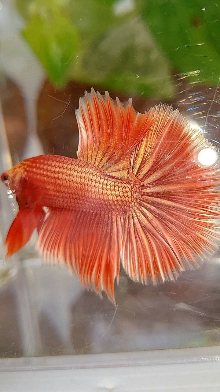 HALFMOON ROSETAIL SUPER ROSEGOLD BETTA FISH
