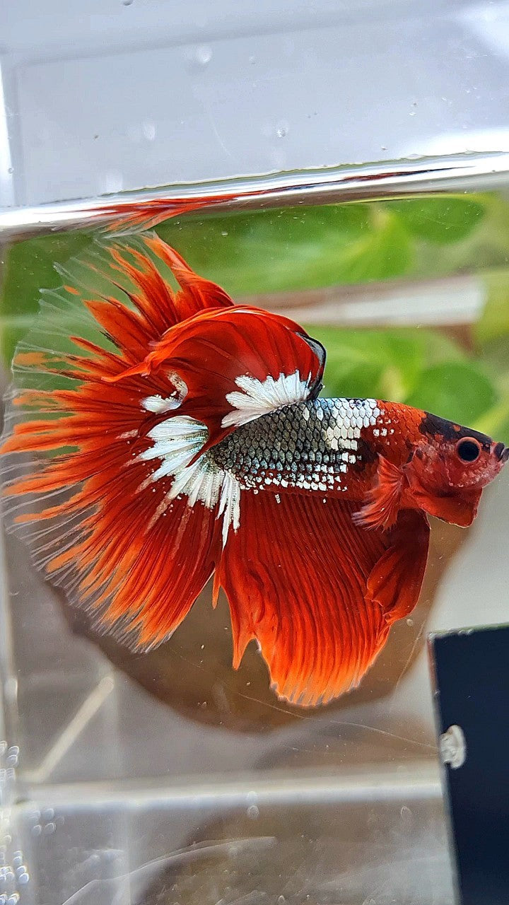 HALFMOON ROSETAIL RED FCCP COPPER STARTAIL BETTA FISH
