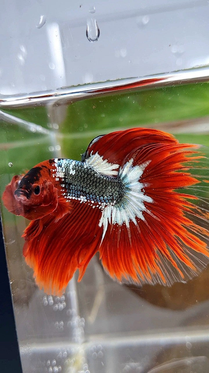 HALFMOON ROSETAIL RED FCCP COPPER STARTAIL BETTA FISH