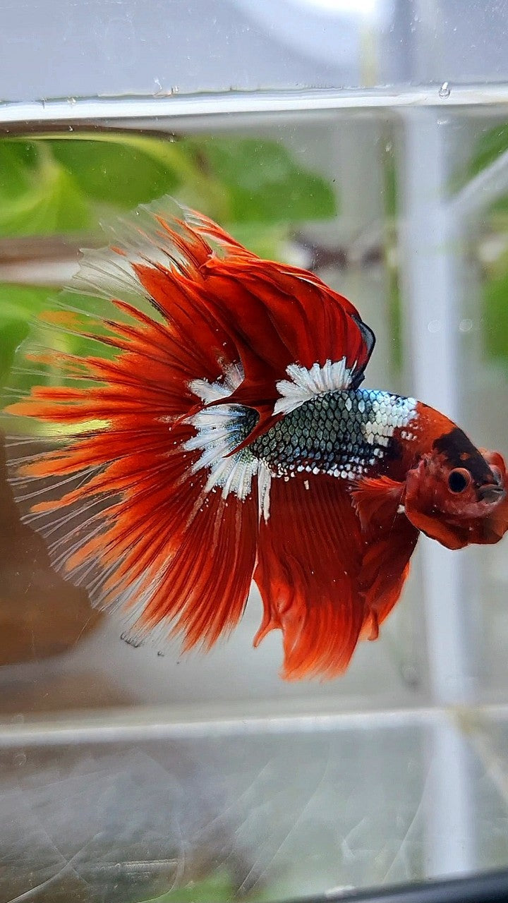 HALFMOON ROSETAIL RED FCCP COPPER STARTAIL BETTA FISH