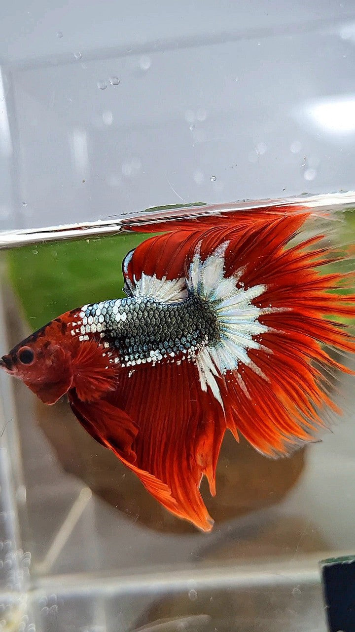 HALFMOON ROSETAIL RED FCCP COPPER STARTAIL BETTA FISH