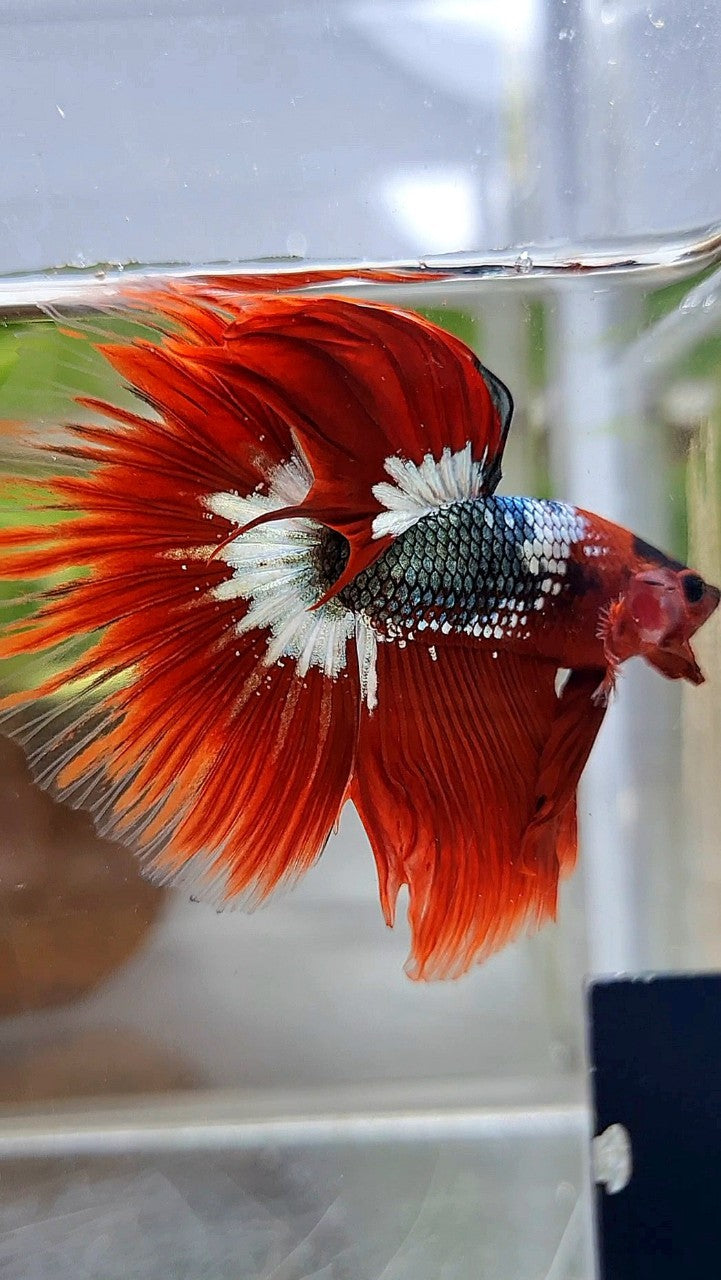 HALFMOON ROSETAIL RED FCCP COPPER STARTAIL BETTA FISH
