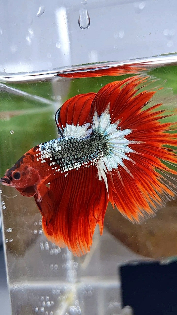 HALFMOON ROSETAIL RED FCCP COPPER STARTAIL BETTA FISH