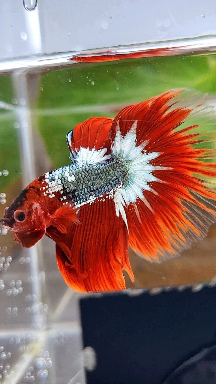 HALFMOON ROSETAIL RED FCCP COPPER STARTAIL BETTA FISH