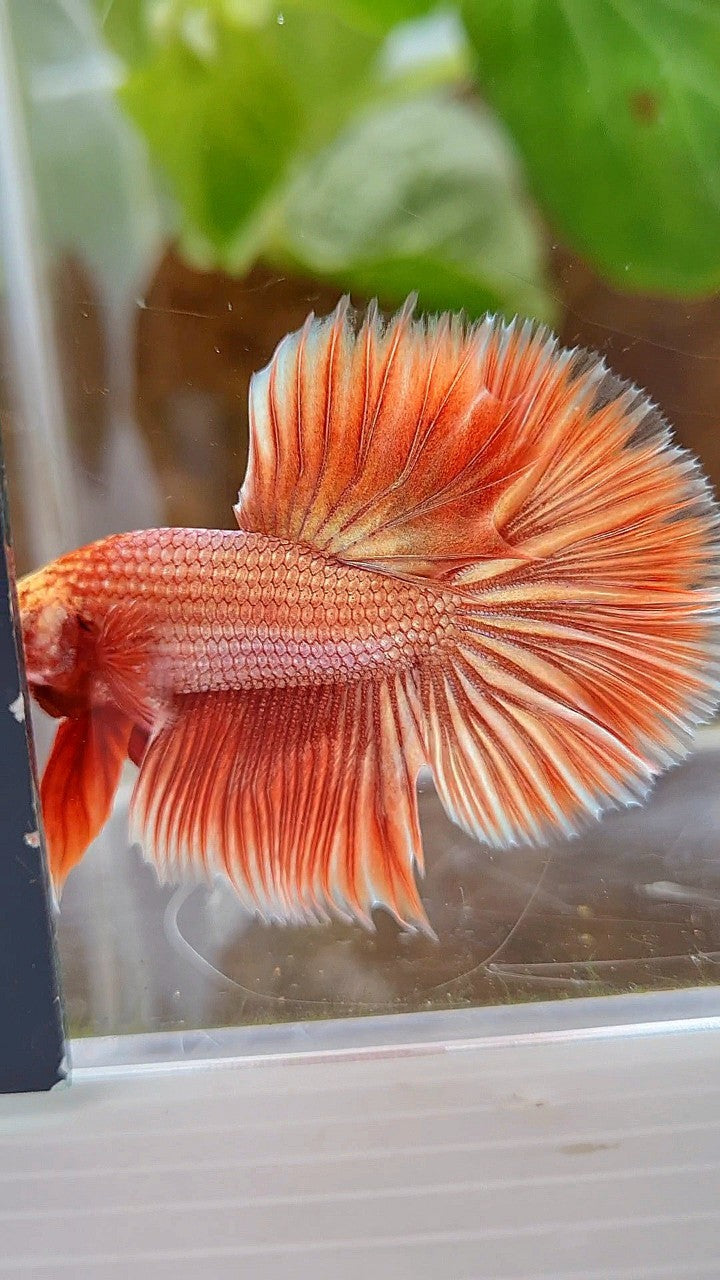 HALFMOON ROSETAIL SUPER ROSEGOLD BETTA FISH