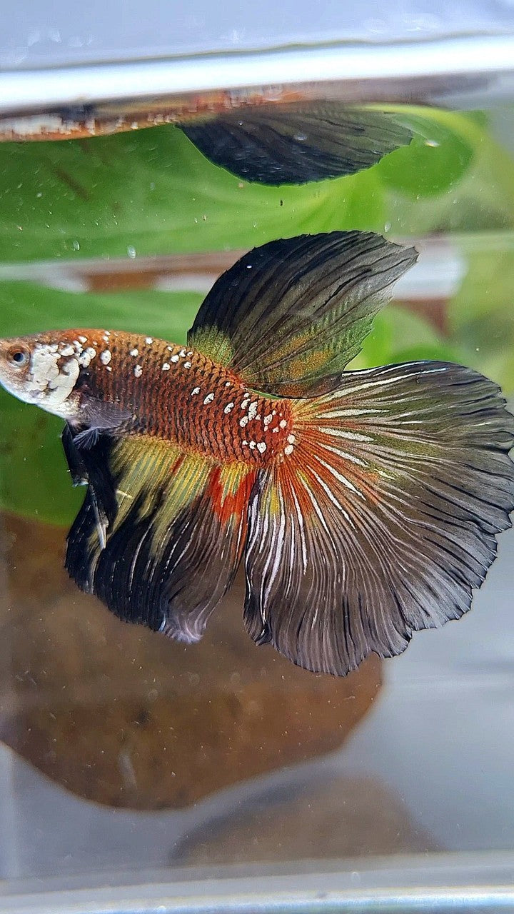HALFMOON MASKING BLACK WHITE GALAXY MAMBA YELLOW WASH BETTA FISH