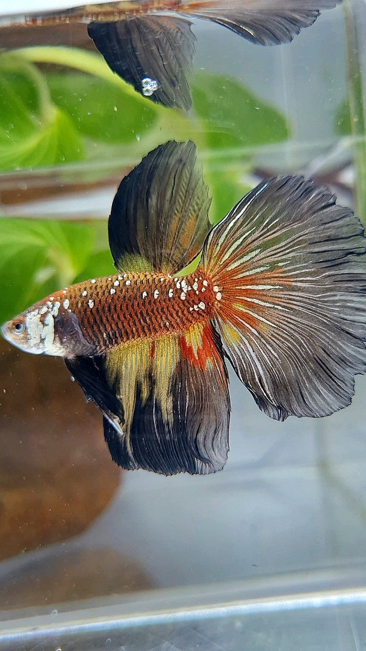 HALFMOON MASKING BLACK WHITE GALAXY MAMBA YELLOW WASH BETTA FISH