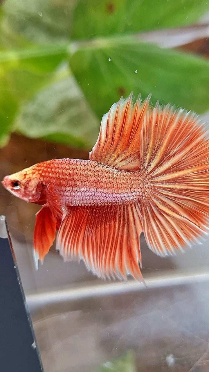 HALFMOON ROSETAIL SUPER ROSEGOLD BETTA FISH