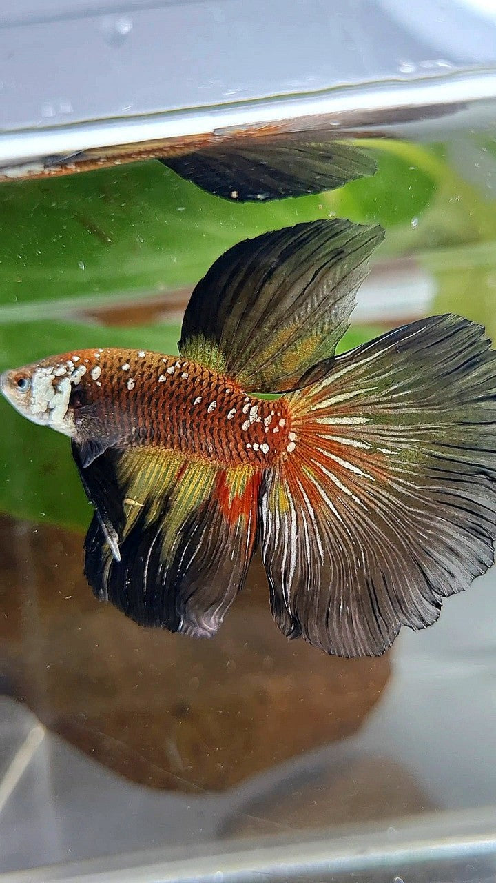 HALFMOON MASKING BLACK WHITE GALAXY MAMBA YELLOW WASH BETTA FISH