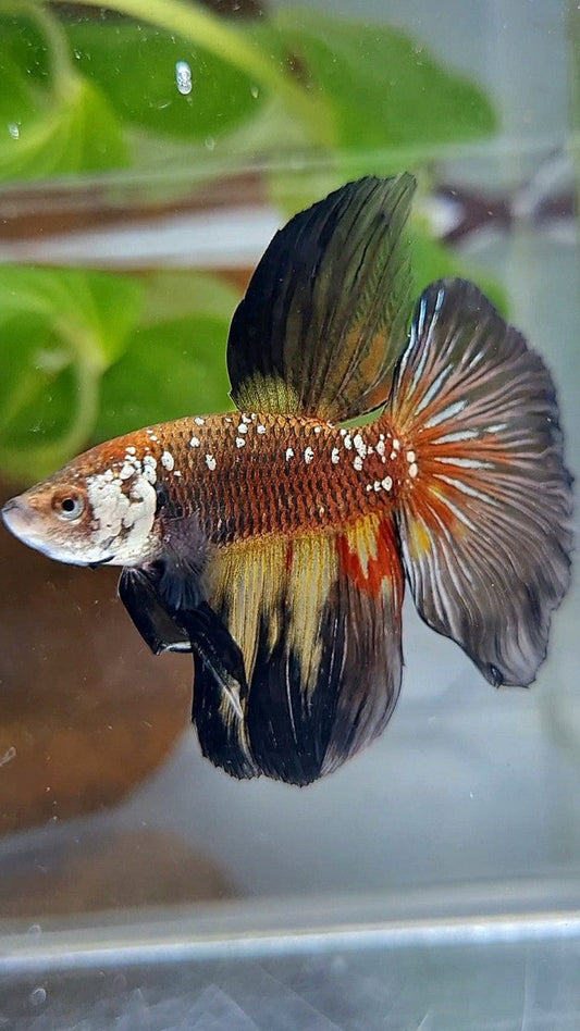 HALFMOON MASKING BLACK WHITE GALAXY MAMBA YELLOW WASH BETTA FISH