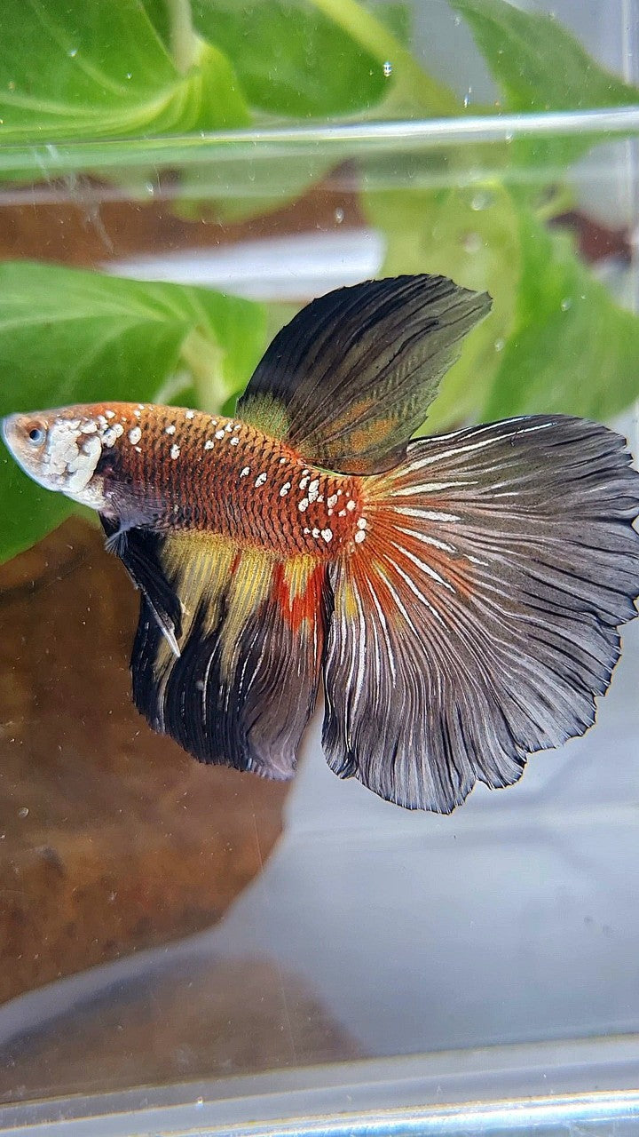 HALFMOON MASKING BLACK WHITE GALAXY MAMBA YELLOW WASH BETTA FISH