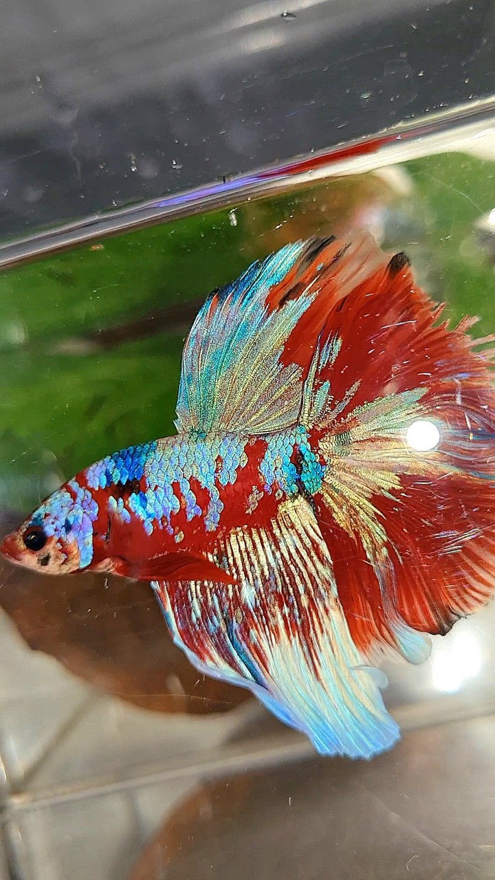 HALFMOON ROSETAIL BARONGSAI RED PURPLE WHITE GALAXY MULTICOLOR BETTA FISH