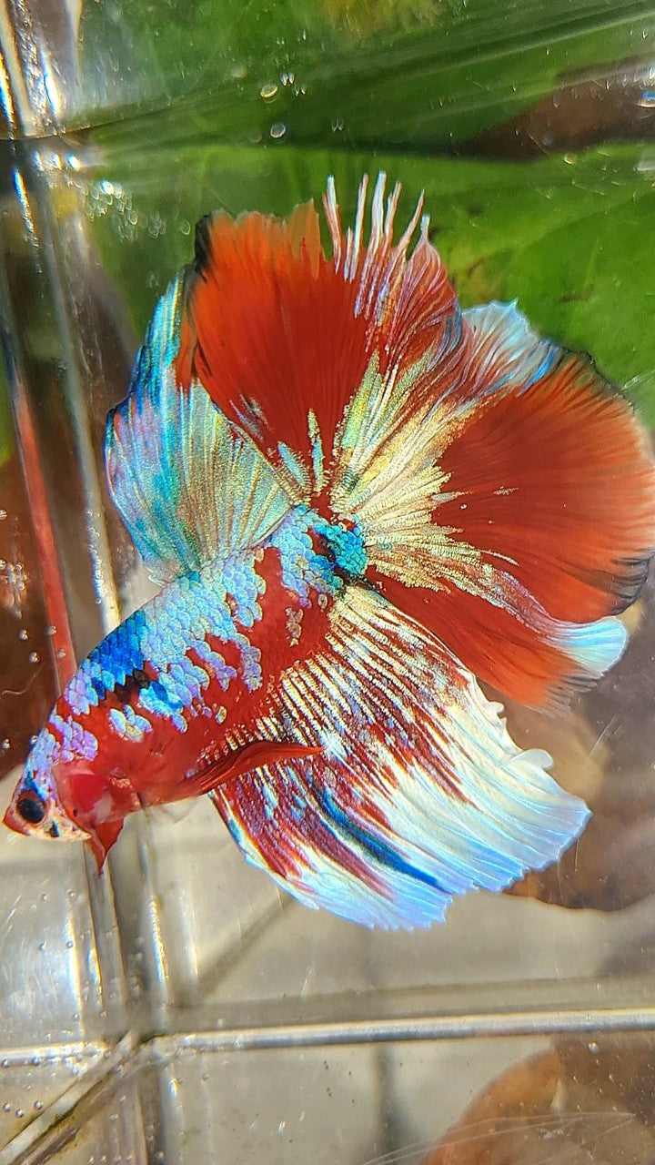 HALFMOON ROSETAIL BARONGSAI RED PURPLE WHITE GALAXY MULTICOLOR BETTA FISH