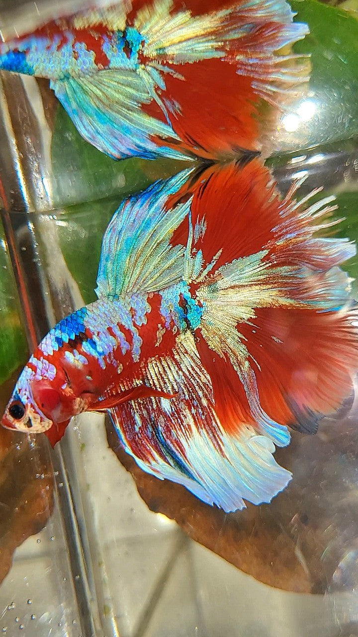 HALFMOON ROSETAIL BARONGSAI RED PURPLE WHITE GALAXY MULTICOLOR BETTA FISH