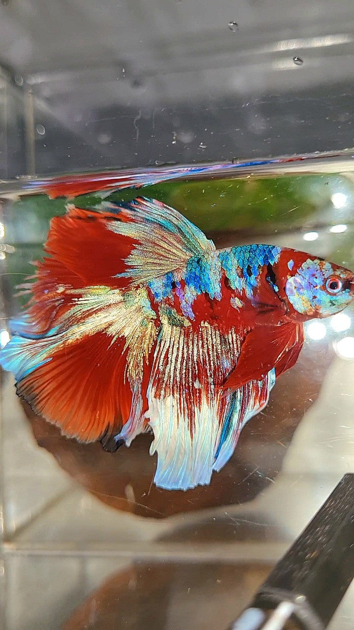HALFMOON ROSETAIL BARONGSAI RED PURPLE WHITE GALAXY MULTICOLOR BETTA FISH