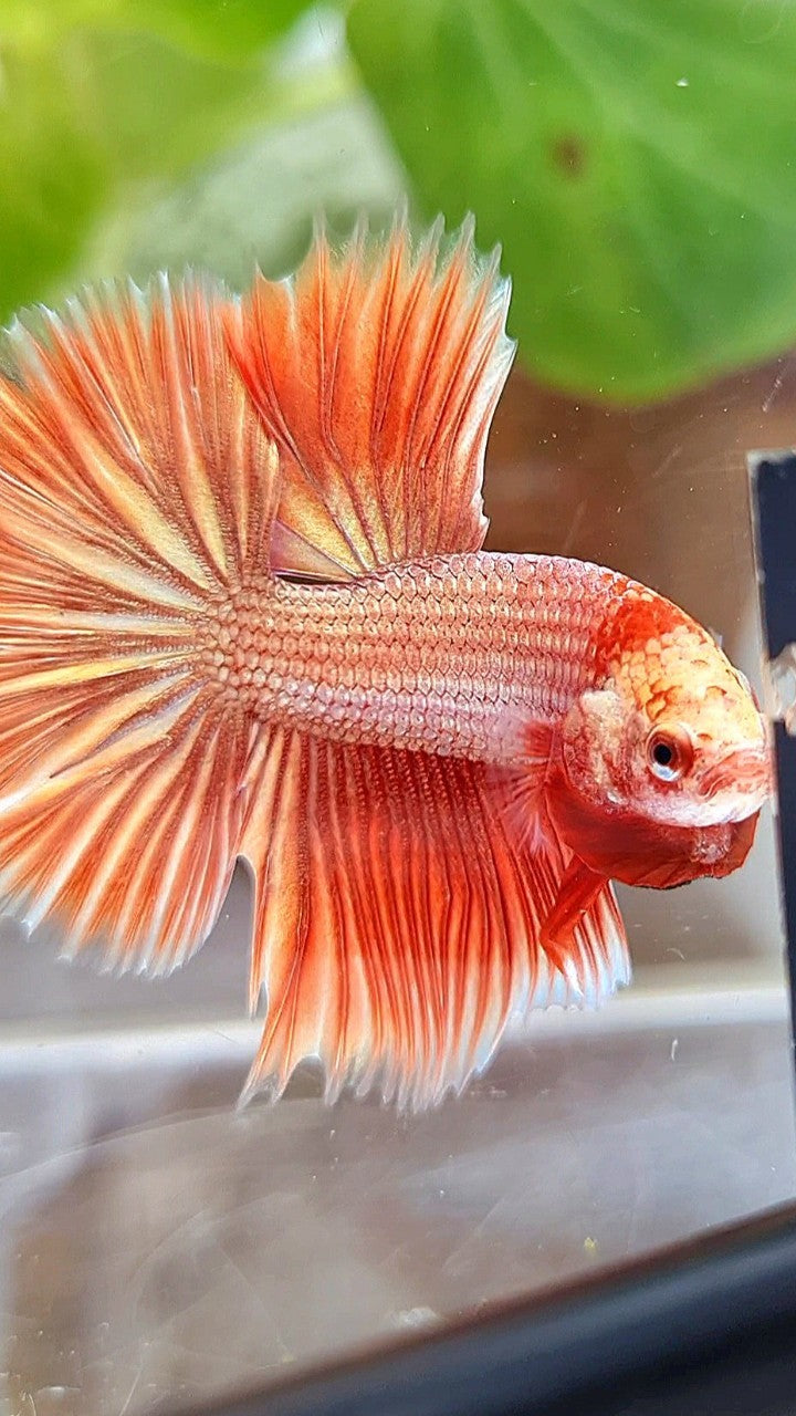 HALFMOON ROSETAIL SUPER ROSEGOLD BETTA FISH