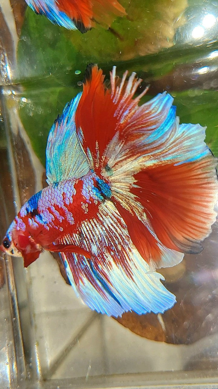 HALFMOON ROSETAIL BARONGSAI RED PURPLE WHITE GALAXY MULTICOLOR BETTA FISH