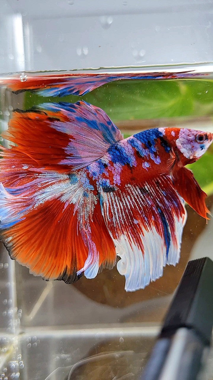 HALFMOON ROSETAIL BARONGSAI RED PURPLE WHITE GALAXY MULTICOLOR BETTA FISH