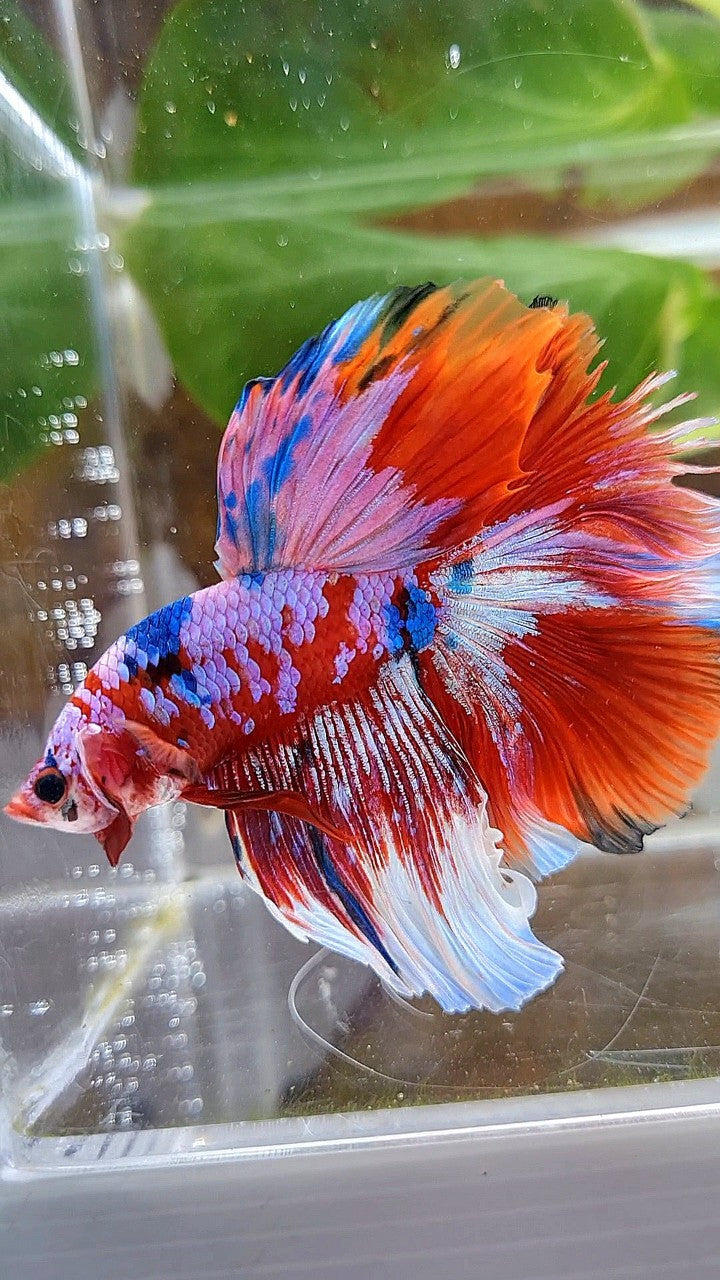 HALFMOON ROSETAIL BARONGSAI RED PURPLE WHITE GALAXY MULTICOLOR BETTA FISH