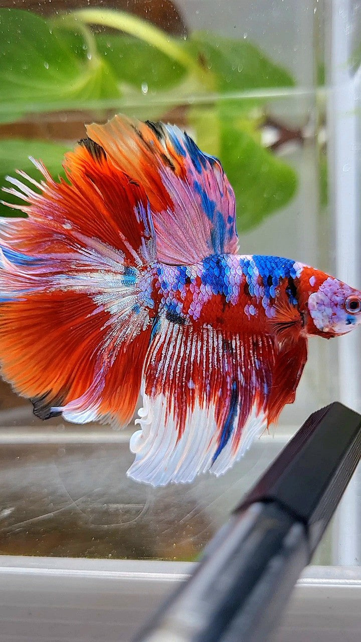 HALFMOON ROSETAIL BARONGSAI RED PURPLE WHITE GALAXY MULTICOLOR BETTA FISH