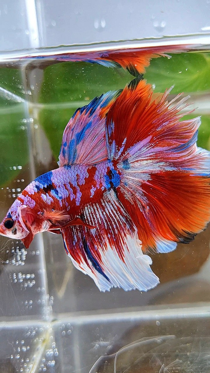 HALFMOON ROSETAIL BARONGSAI RED PURPLE WHITE GALAXY MULTICOLOR BETTA FISH