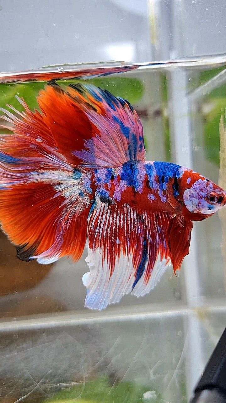HALFMOON ROSETAIL BARONGSAI RED PURPLE WHITE GALAXY MULTICOLOR BETTA FISH