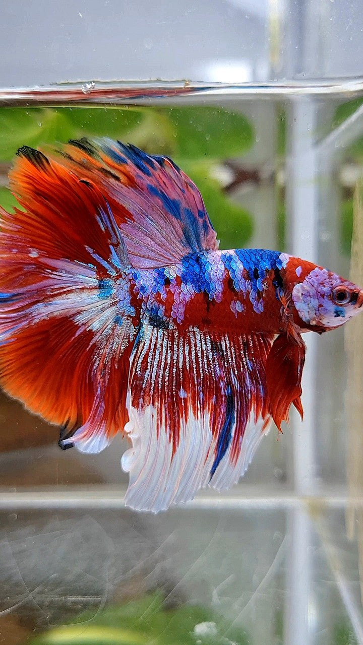 HALFMOON ROSETAIL BARONGSAI RED PURPLE WHITE GALAXY MULTICOLOR BETTA FISH
