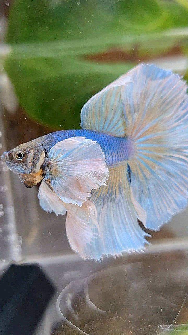 HALFMOON SUPER DUMBO EAR ROSETAIL BLUE PINEAPPLE BETTA FISH