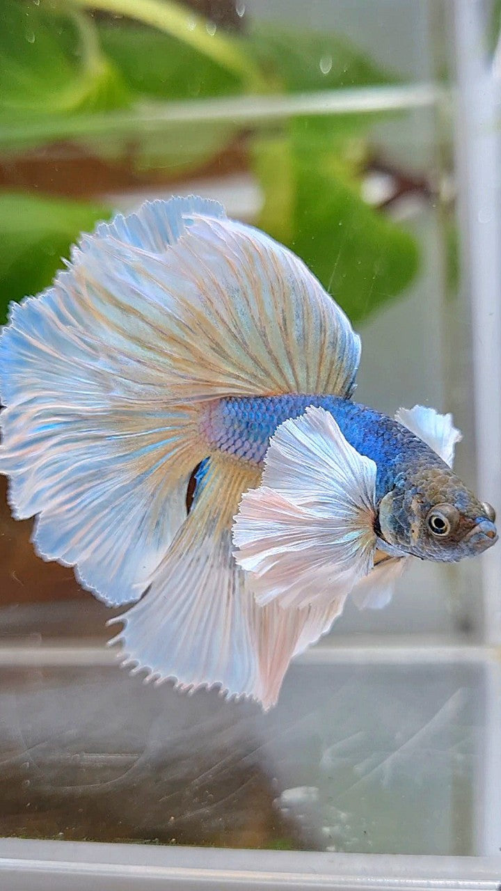 HALFMOON SUPER DUMBO EAR ROSETAIL BLUE PINEAPPLE BETTA FISH