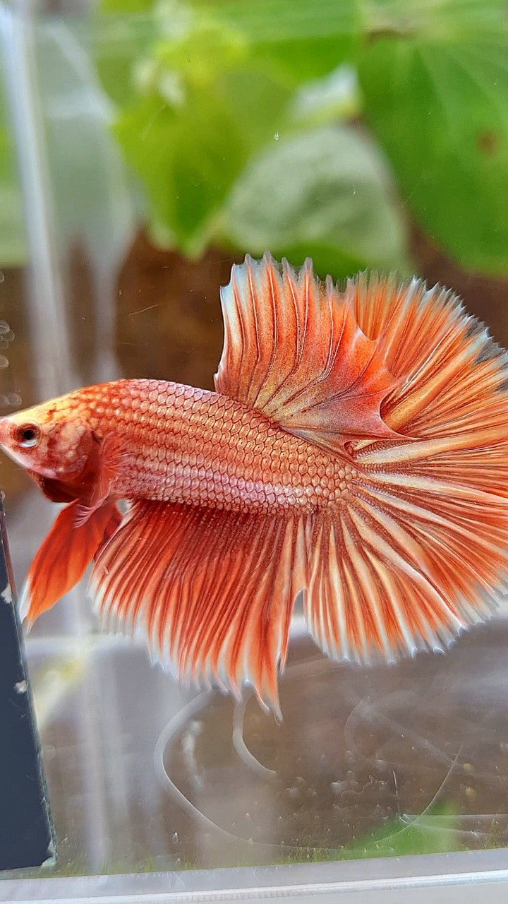 HALFMOON ROSETAIL SUPER ROSEGOLD BETTA FISH