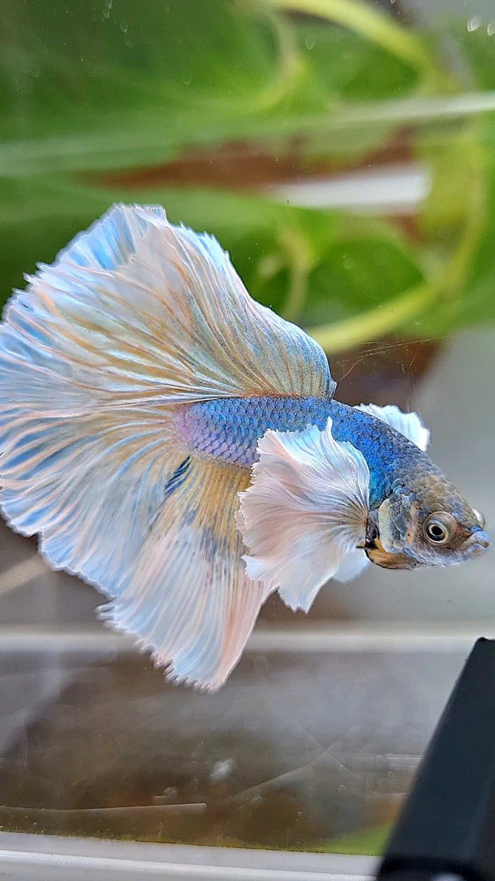 HALFMOON SUPER DUMBO EAR ROSETAIL BLUE PINEAPPLE BETTA FISH