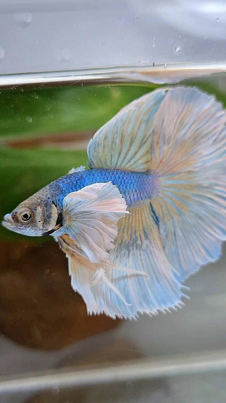 HALFMOON SUPER DUMBO EAR ROSETAIL BLUE PINEAPPLE BETTA FISH