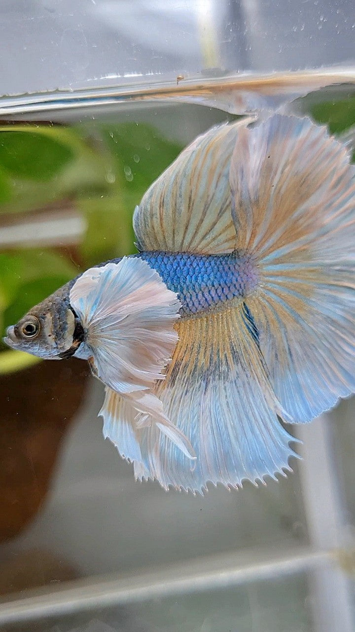 HALFMOON SUPER DUMBO EAR ROSETAIL BLUE PINEAPPLE BETTA FISH