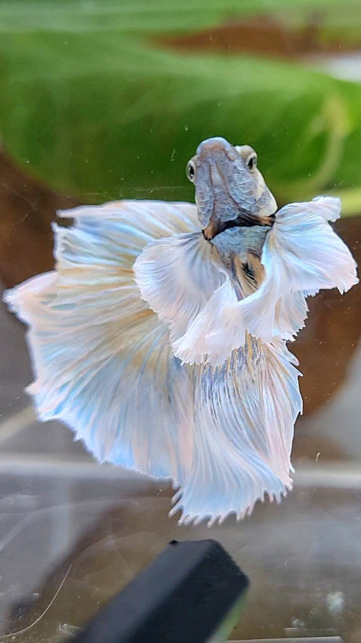 HALFMOON SUPER DUMBO EAR ROSETAIL BLUE PINEAPPLE BETTA FISH