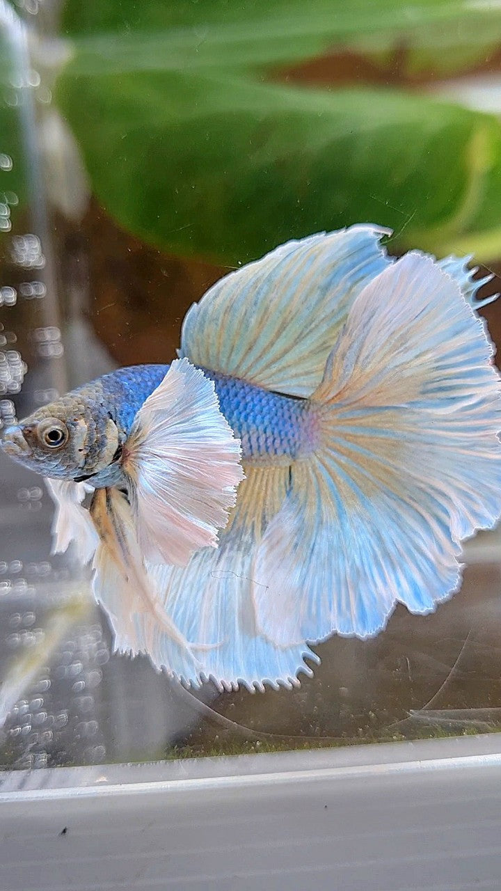 HALFMOON SUPER DUMBO EAR ROSETAIL BLUE PINEAPPLE BETTA FISH