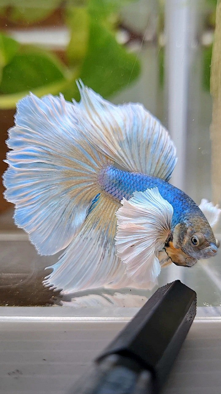 HALFMOON SUPER DUMBO EAR ROSETAIL BLUE PINEAPPLE BETTA FISH