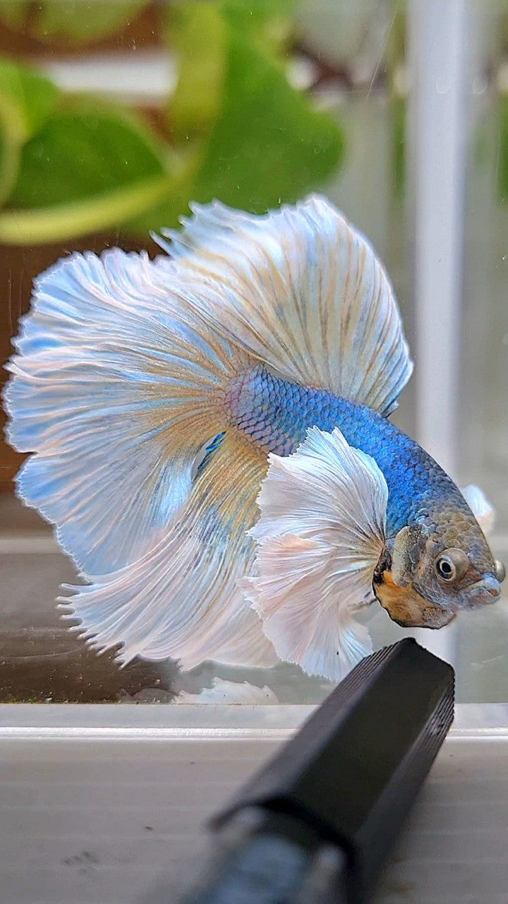 HALFMOON SUPER DUMBO EAR ROSETAIL BLUE PINEAPPLE BETTA FISH