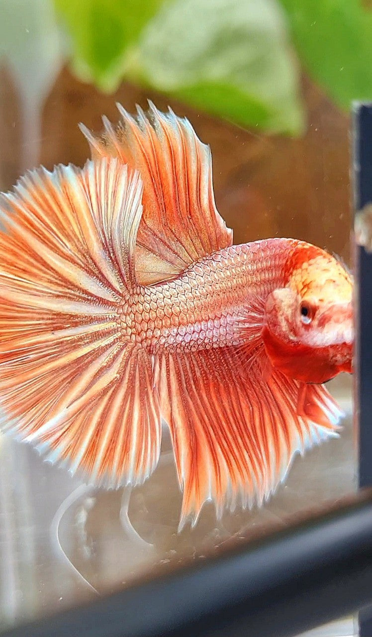 HALFMOON ROSETAIL SUPER ROSEGOLD BETTA FISH