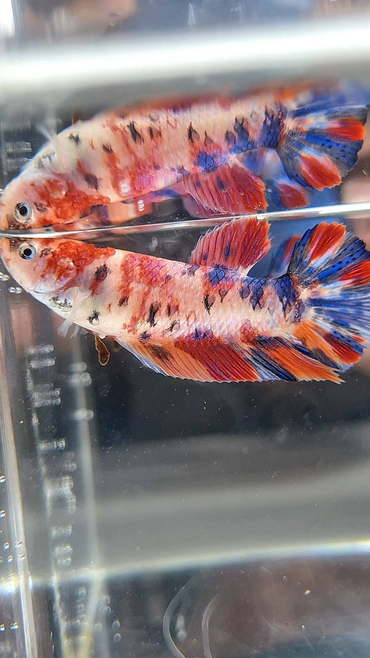 FEMALE GIANT BO 4,5CM PLAKAT ORANGE PURPLE CANDY MULTICOLOR BETTA FISH