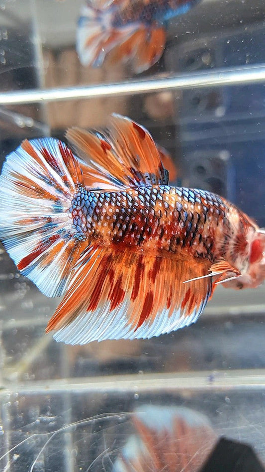 GIANT HMPK BO 6CM+ ORANGE COPPER FIRE MULTICOLOR BETTA FISH