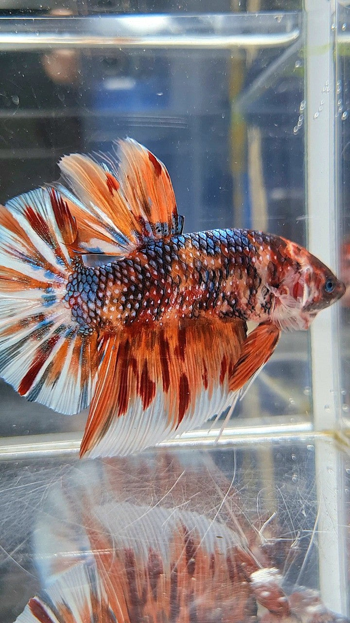 GIANT HMPK BO 6CM+ ORANGE COPPER FIRE MULTICOLOR BETTA FISH