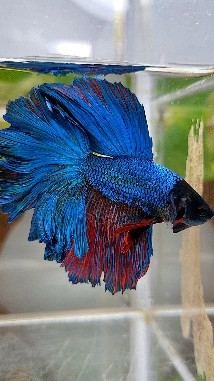 HALFMOON FEATHER TAIL GREEN BLUE TURQUOISE BETTA FISH