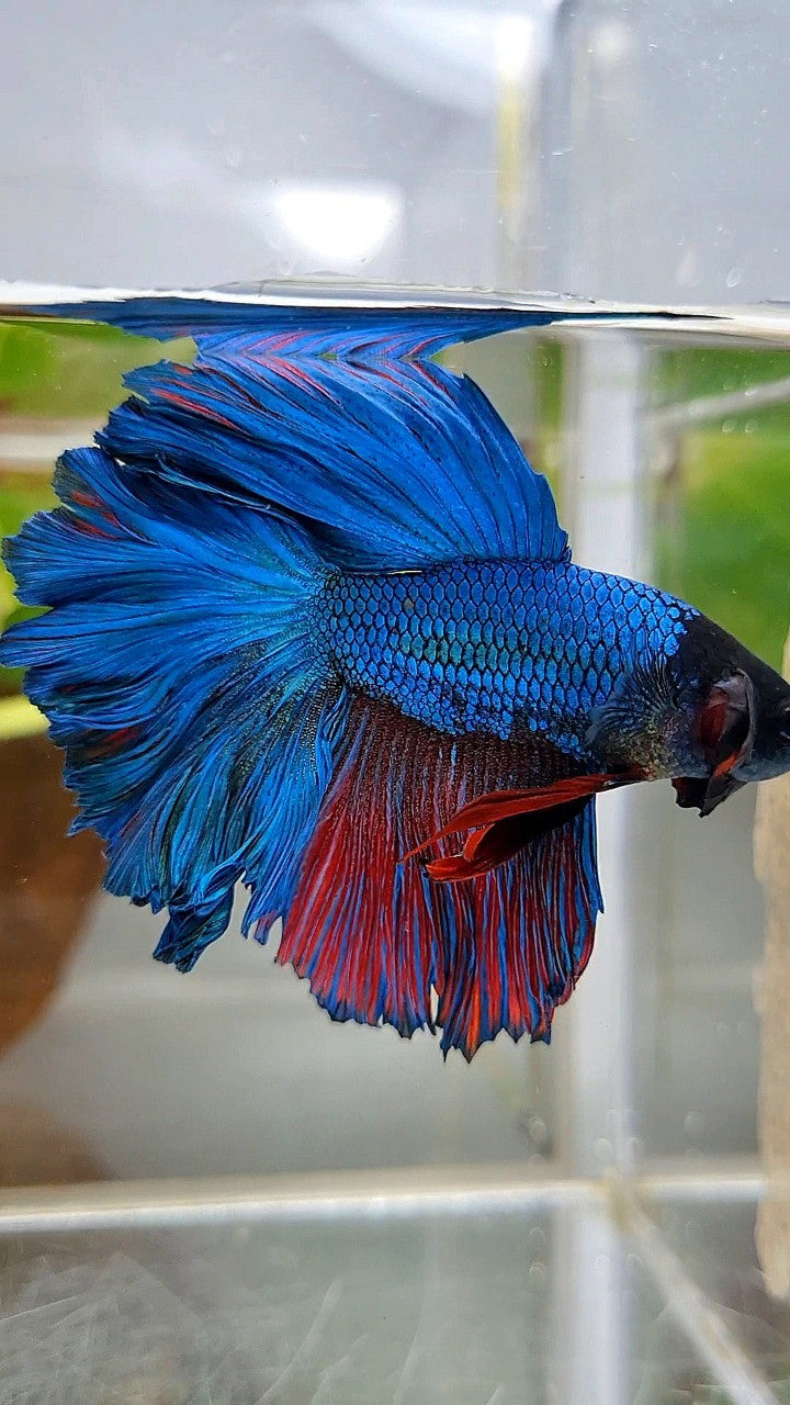 HALFMOON FEATHER TAIL GREEN BLUE TURQUOISE BETTA FISH