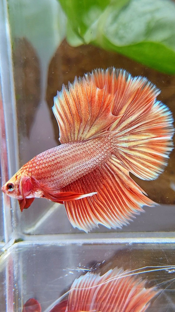 HALFMOON ROSETAIL SUPER ROSEGOLD BETTA FISH