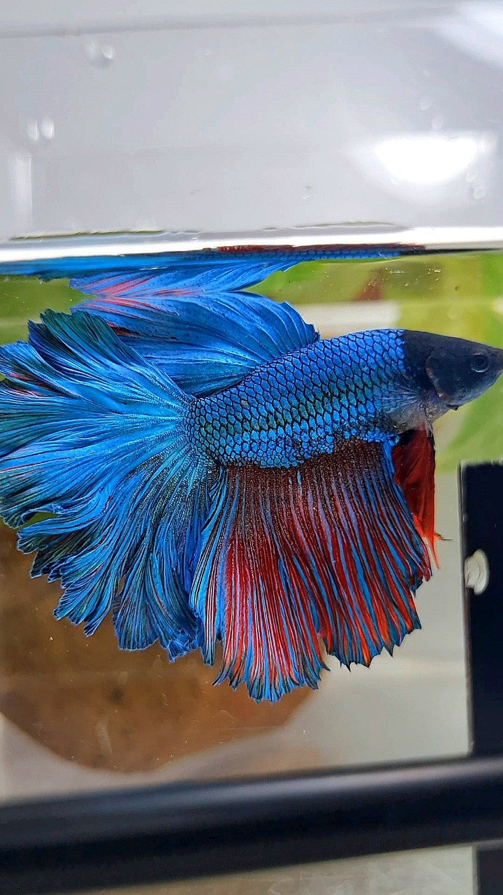 HALFMOON FEATHER TAIL GREEN BLUE TURQUOISE BETTA FISH