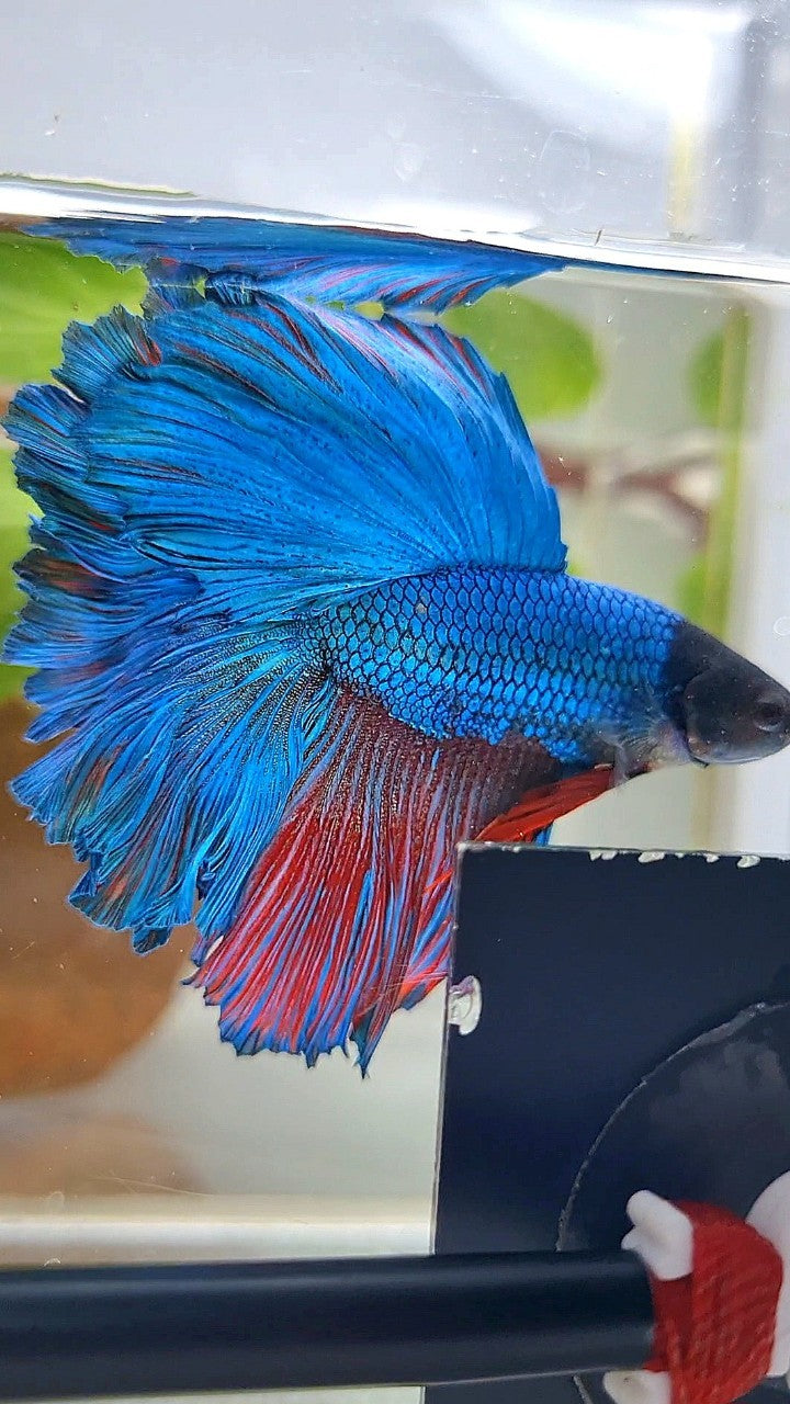 HALFMOON FEATHER TAIL GREEN BLUE TURQUOISE BETTA FISH