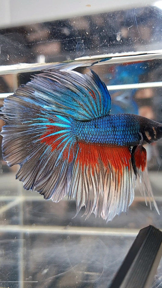 HALFMOON ROSETAIL BLUE GREEN TURQUOISE PATTERN BETTA FISH